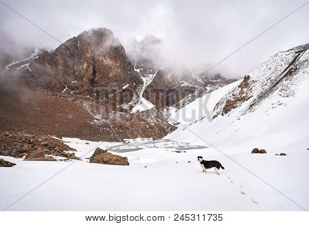 Dog On The Snowy Mountain Lake