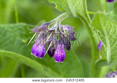 Wild Common Comfrey Or True Comfrey Flower With Selective Focus
