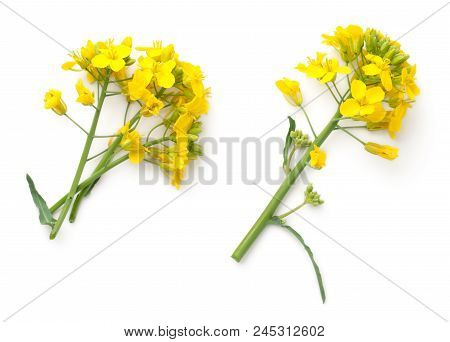 Rapeseed Blossom Isolated On White Background. Brassica Napus Flowers. Top View