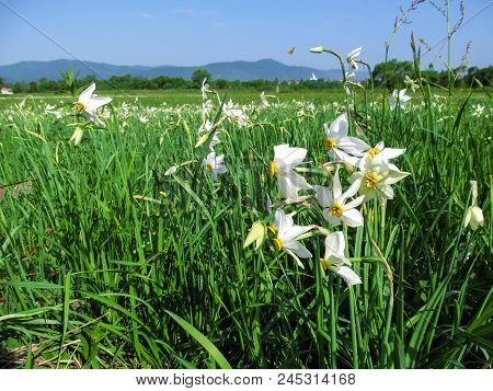 Amazing White Wild Daffodils On A Meadow In The Background Of A Mountain Landscape. Beautiful Natura