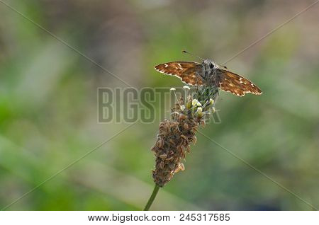 Skipper Butterfly On Flower. The Mallow Skipper - Carcharodus Alceae