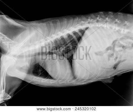 X-ray Film Of Dog Lateral View Closed Up In Thorax Standard And Chest- Veterinary Medicine And Veter