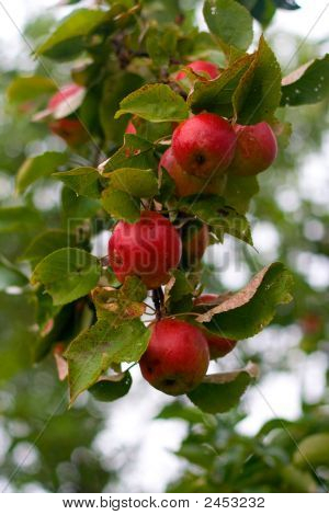 Pommes rouges