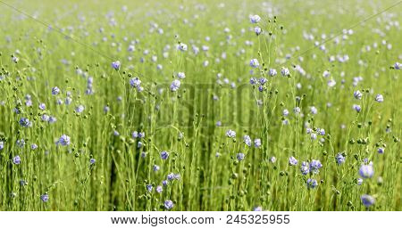 Closeup Of A Large Field With Blue Blooming Linum Usitatissimum Or Common Flax Plants For The Purpos