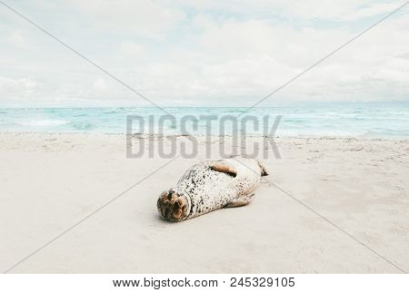 Seal Animal Relaxing On Sandy Beach Sunbathing In Denmark Climate Change Ecology Protection Concept 