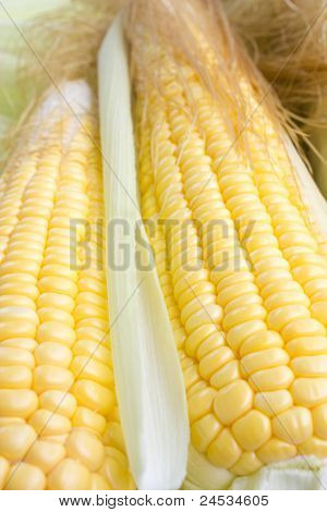 Corn With Leaves