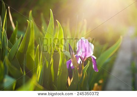 Purple Iris Flower. Close Up Detail Flower Blooming In Spring, Blurry Green Leaves Background. Brigh