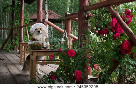 Dog Welsh Corgi Pembroke Is An Admirer Of Italian Food, Prepared A Salad Of Tomato, Arugula, Walnuts