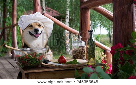 Dog Welsh Corgi Pembroke Is An Admirer Of Italian Food, Prepared A Salad Of Tomato, Arugula, Walnuts