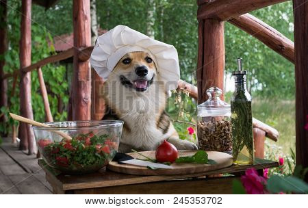 Dog Welsh Corgi Pembroke Is An Admirer Of Italian Food, Prepared A Salad Of Tomato, Arugula, Walnuts