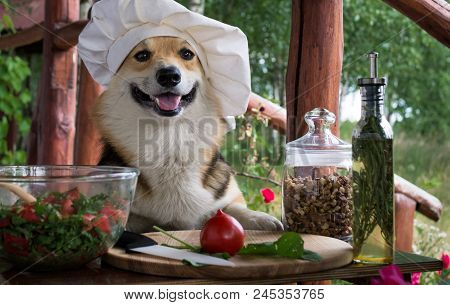 Dog Welsh Corgi Pembroke Is An Admirer Of Italian Food, Prepared A Salad Of Tomato, Arugula, Walnuts