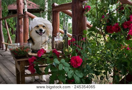 Dog Welsh Corgi Pembroke Is An Admirer Of Italian Food, Prepared A Salad Of Tomato, Arugula, Walnuts