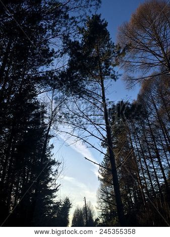 Sunset Through The Trees In Russian City
