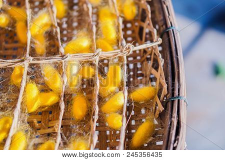 Yellow cocoon The species is from Thailand.
