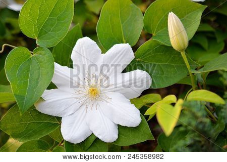 Flower Of White Clematis In The Spring Garden. Bush Of White Clematis.