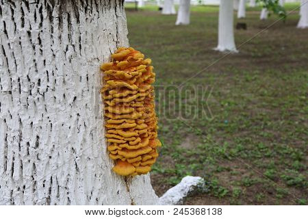 Mushrooms On The Trunk Of A Tree