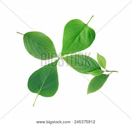 Ecology Concept. Freshness Green Leaves On White Background