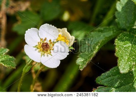 The White Blossom Of The Forest Strawberry