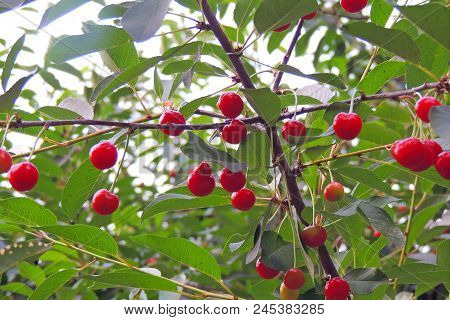Cherries Hanging On A Cherry Tree Branch
