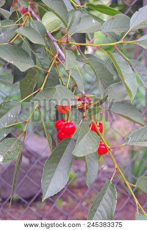 Cherries Hanging On A Cherry Tree Branch
