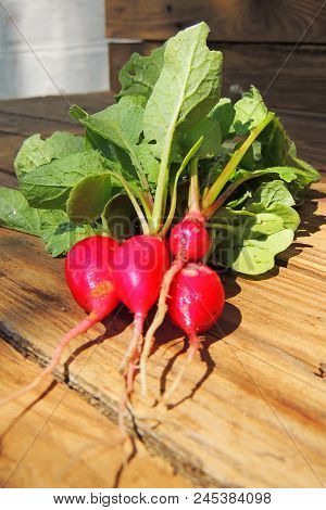 Fresh Aromatic Juicy Ripe Vegetables Radish And Juicy Greens Parsley Dill Pepper Bay Leaf Layout Pat
