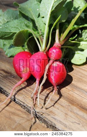 Fresh Aromatic Juicy Ripe Vegetables Radish And Juicy Greens Parsley Dill Pepper Bay Leaf Layout Pat