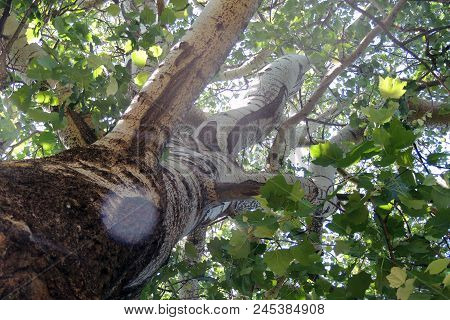 Treetops In A Beech Forest With A Dead Tree