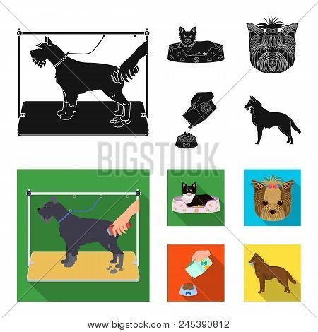 A Dog In A Lounger , A Muzzle Of A Pet, A Bowl With A Feed, A Sheepdog With A Ball In His Teeth. Pet