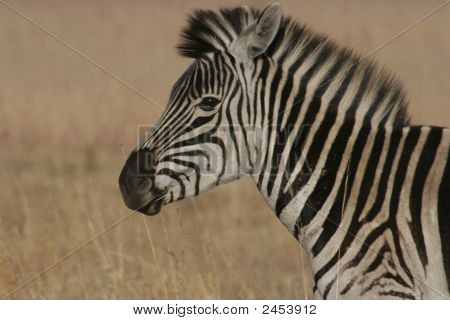 Zebra na África.