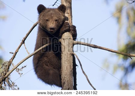 Bear Cub Climed Up A Tree Hugging It Looking At Camera
