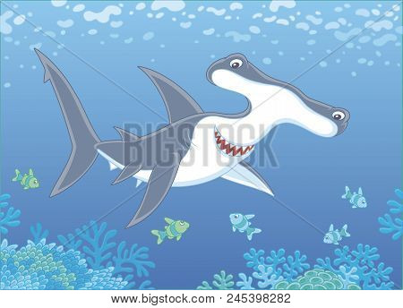 Big Hammer-headed Shark Swimming With Small Striped Fishes Over A Coral Reef In Blue Water Of A Trop