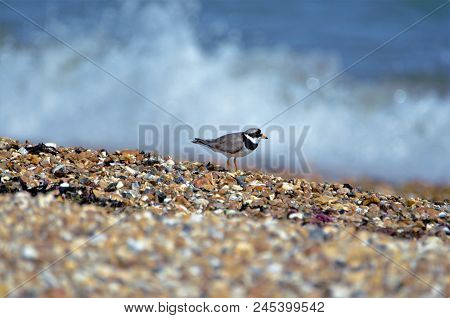 Ringed Plover On Lepe Beach, English South Coast
