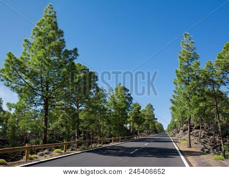 Beautiful Road With Fir Trees On The Sides In Teide National Park. Tenerife, Canary Islands.