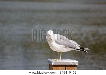 The Common Gull Standing On A Pillar Next To A Lake.