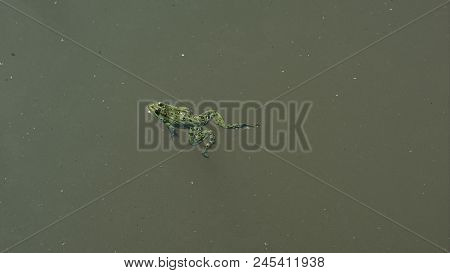 Frog Swimming In Green Dirty Water Of Swamp With Different