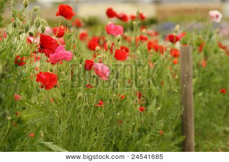 Mohn-Blume