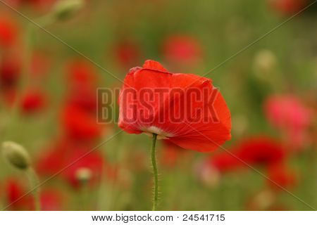Mohn-Blume