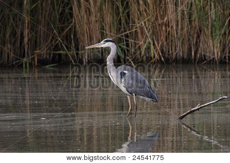 Reiger