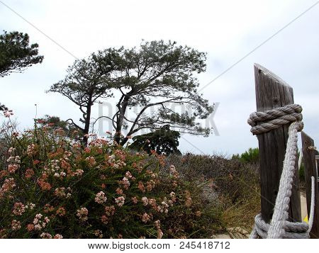 Wind Swept Growth Of Pacific Coastal Trees And Floral Foliage On Cloudy, Hazy Day