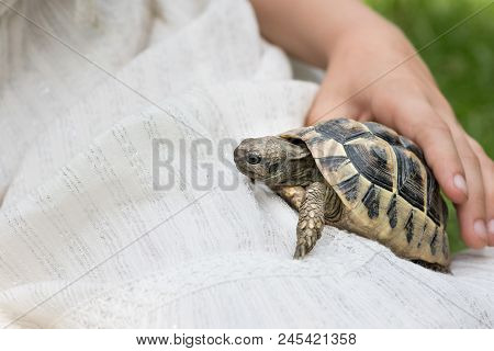 Small Girl With A White Dress Holding A Tortoise (testudo Hermanni Boettgeri)