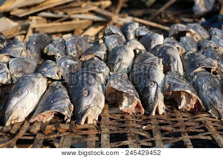 The Sea Catfish Is A Species Of Sea Catfish Known As Manyung In Indonesia And Arahan In The Philippi