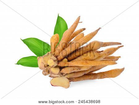 Fingerroot With Green Leaves Isolated On White Background