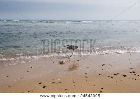 Ibises gåture langs stranden