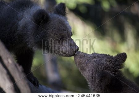 Bearcub Brothers Kissing Touching Noses Close Up
