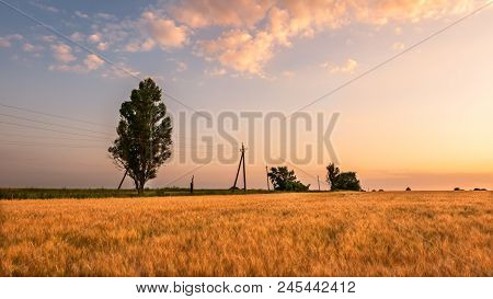 Ears Of Wheat Against The Blue Sky
