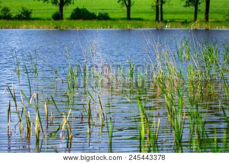 Lake And Green Meadow Near The Water In Sunny Day