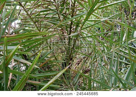 Soft Focus Of Leaves Date Palm Tree Or Phoenix Dactylifera As A Background, Soft Focus Of Branch And