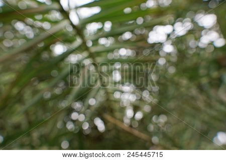 Abstract Of Leaves Date Palm Tree Or Phoenix Dactylifera As A Background