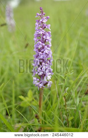 Common Fragrant Orchid - Gymnadenia Conopsea 
In Grassland