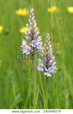 Common Spotted Orchid - Dactylorhiza Fushsii
Two Flowers With Buttercups
